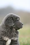 DOGUE DU TIBET 764